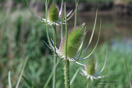 Grote kaardebol - voor de volledige bloei - Berm langsheen de DIjle op traject 2 - eind juni 2014 - meer info : https://wilde-planten.nl/grote%20kaardebol.htm